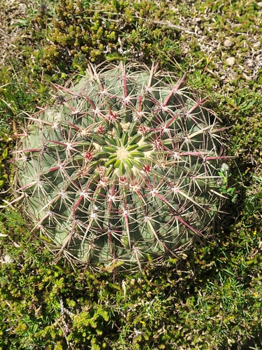 Candy cactus (Ferocactus macrodiscus)