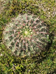 Ferocactus macrodiscus