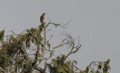 Accipiter rufiventris