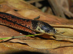 Atractus paraguayensis