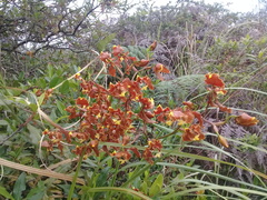 Cyrtochilum serratum
