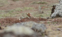 Tachyoryctes macrocephalus