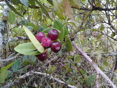 Macleania cordifolia