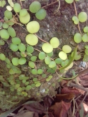 Peperomia circinnata