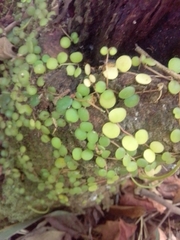 Peperomia circinnata