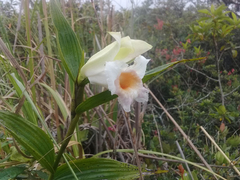 Sobralia ecuadorana