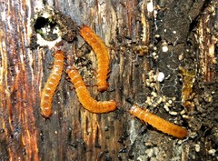 Cucujus cinnaberinus