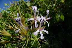 Pelargonium spinosum