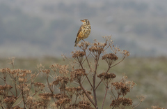 Turdus simensis