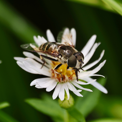 Unknown species found near Morristown, NJ, US