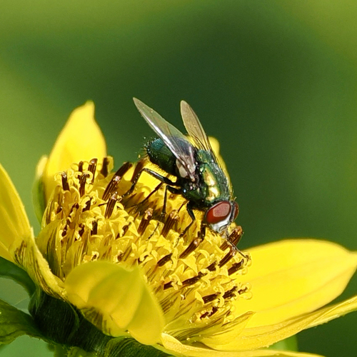 Unknown species found near Kitchell Rd, Morristown, NJ, US
