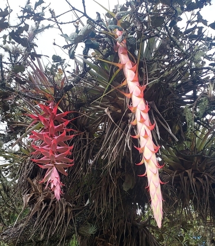 Tillandsia prodigiosa, photograph 6