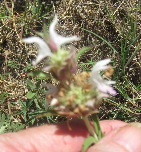 Lemon beebalm (Monarda citriodora)