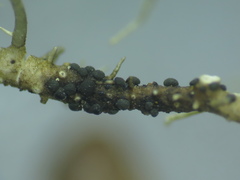 Abrothallus chrysanthus