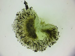 Abrothallus chrysanthus