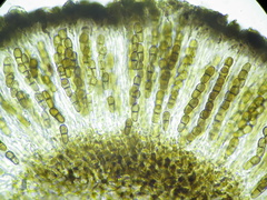 Abrothallus chrysanthus