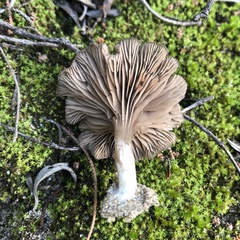 Entoloma undatum