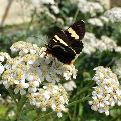 Phalaenoides glycinae