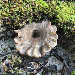 Entoloma undatum