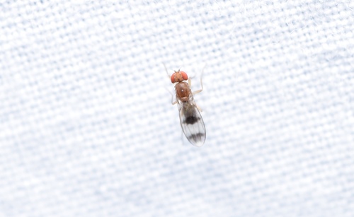 Unknown species found near Westwood, MA 02090, USA
