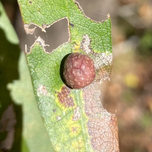 Unknown species found near Mecklenburg County, NC, USA