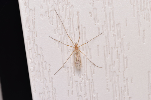 Unknown species found near Westwood, MA 02090, USA
