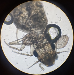 Lepinotus patruelis