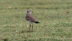 Vanellus melanopterus