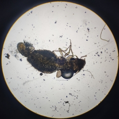 Lepinotus patruelis