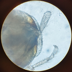 Lepinotus patruelis