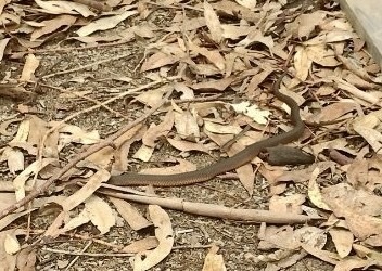 Lowlands Copperhead sighting