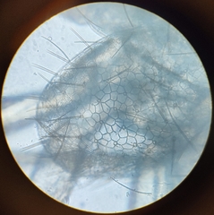 Lepinotus patruelis
