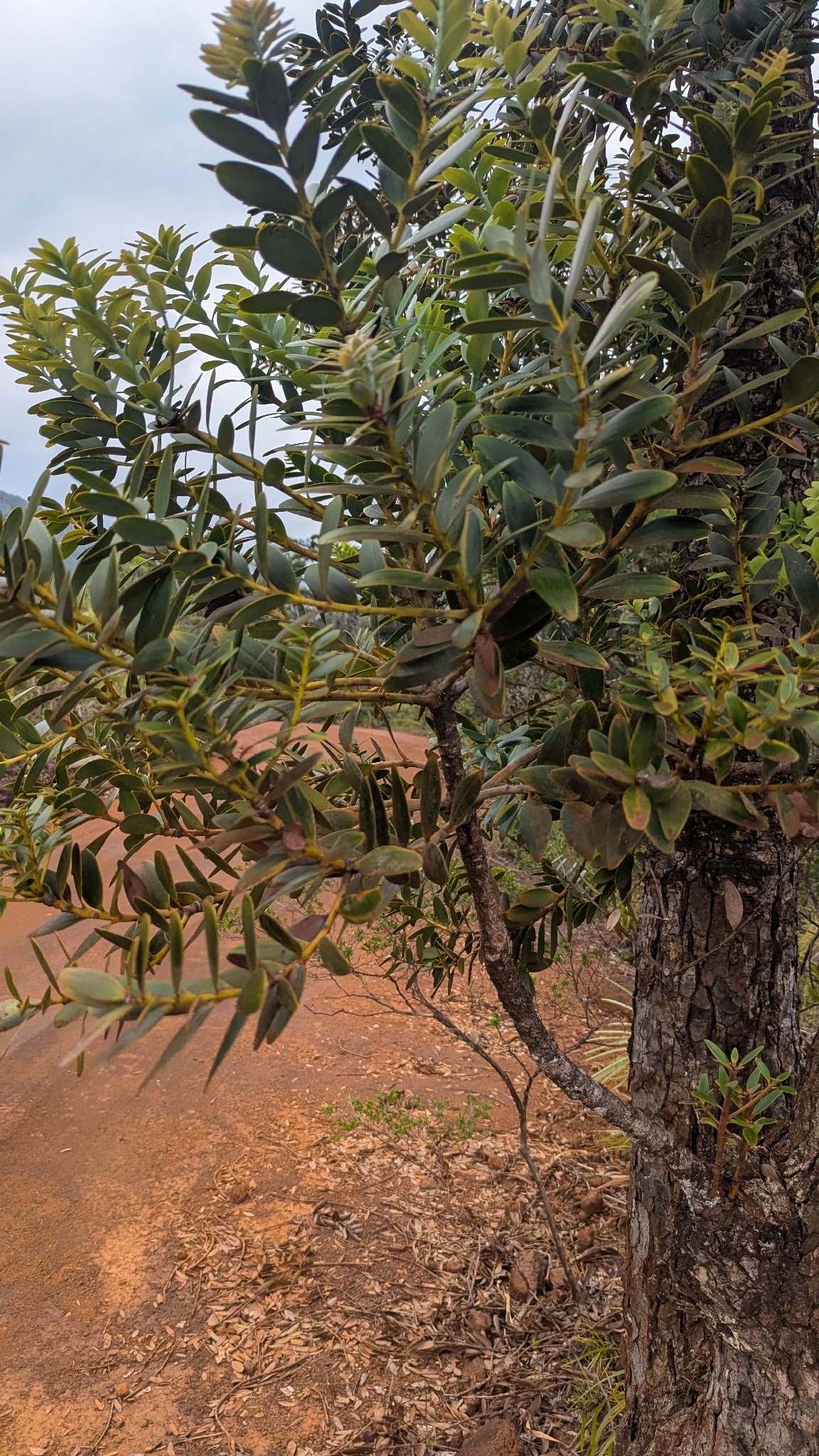 Scrub Kauri (Agathis ovata)