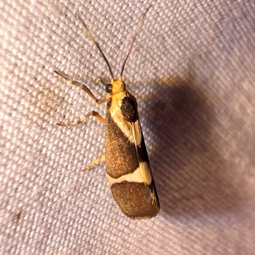 Tamaulipan Lichen Moth photo 2