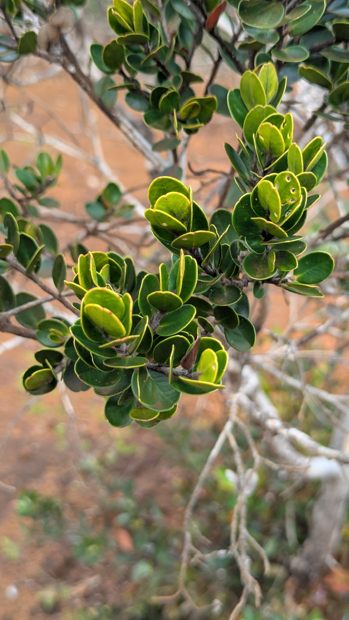 Tristaniopsis callobuxus