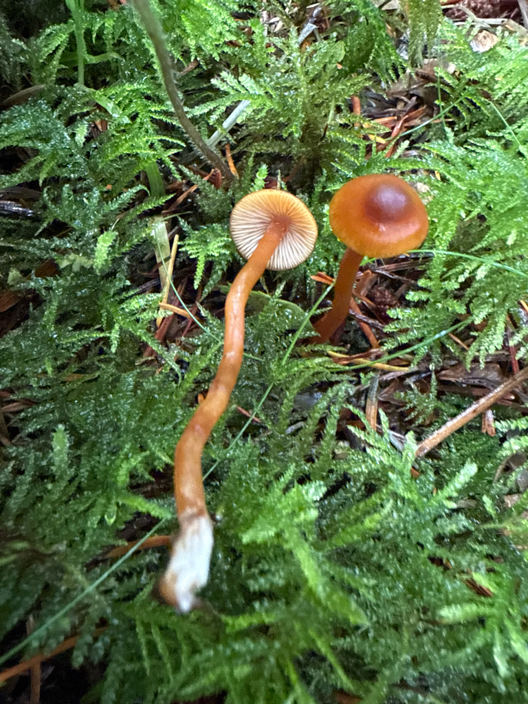 Rhodophana sp. 'nitellina-PNW03'