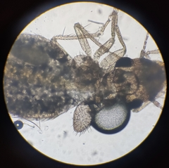 Lepinotus patruelis