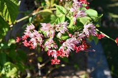Clerodendrum trichotomum
