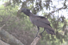 Corvus crassirostris