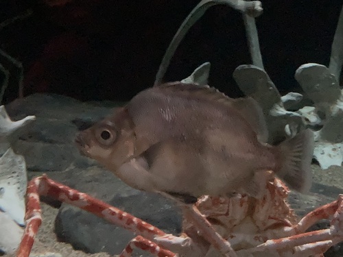 Japanese armorhead (Pentaceros japonicus) — Pentacerotidae — 5