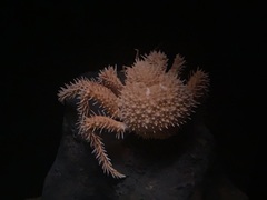 Paralomis histrix