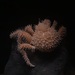 Paralomis histrix