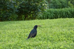 Sturnus vulgaris
