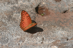 Phalanta
