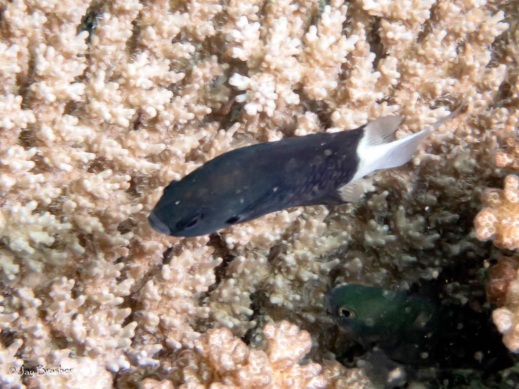 Bicolor Chromis