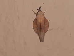 Gastropacha