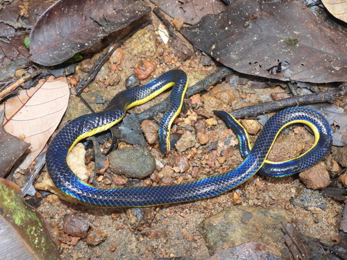 Two-lined Black Earth Snake