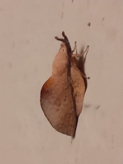 Gastropacha