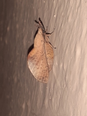 Gastropacha