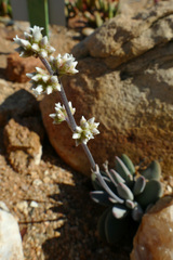 Crassula sericea sericea